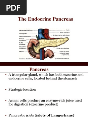 The Endocrine Pancreas Pdf Insulin Glycogen