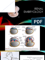 Embryology Urinary System