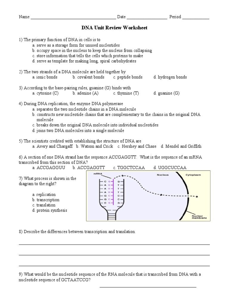 DNA Unit Review Worksheet  PDF  Dna  Dna Replication In Transcription And Translation Worksheet Answers