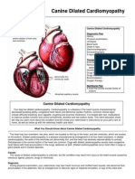 Canine Dilated Cardiomyopathy en