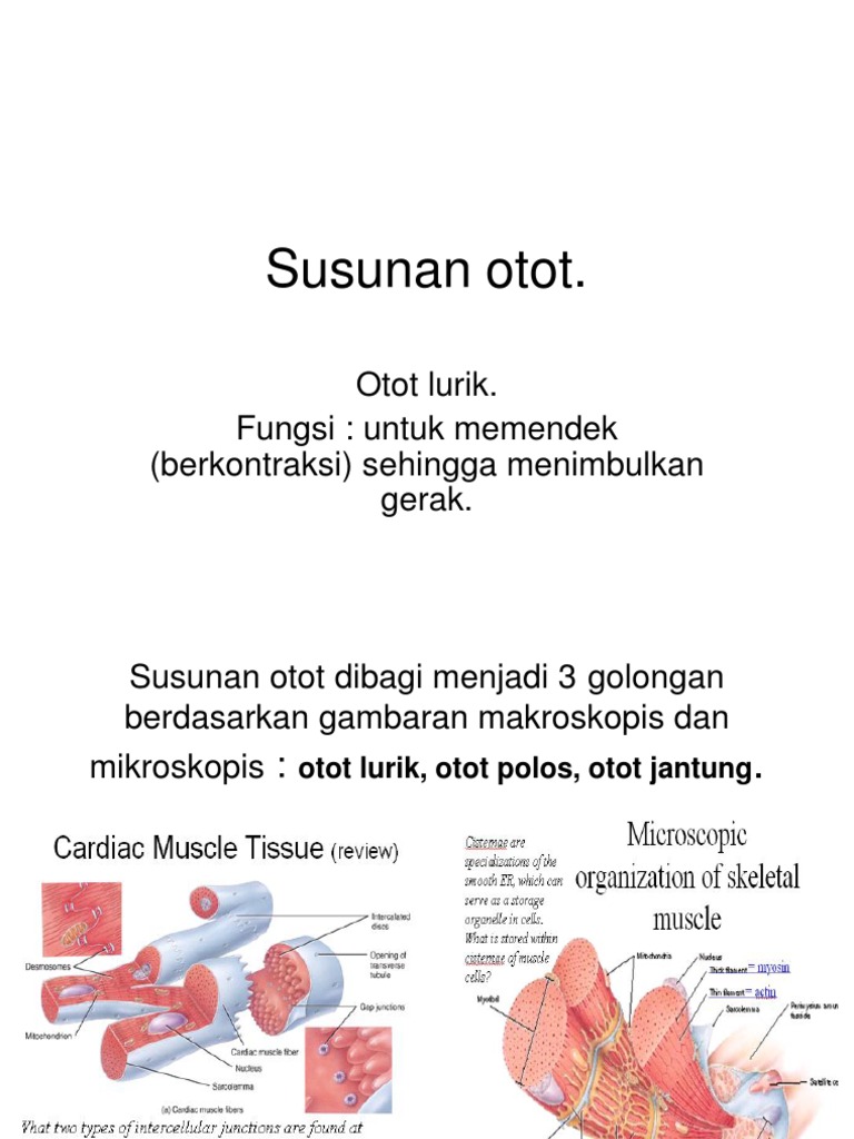 Anatomi Otot 2 | PDF