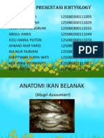 Anatomi Belanak