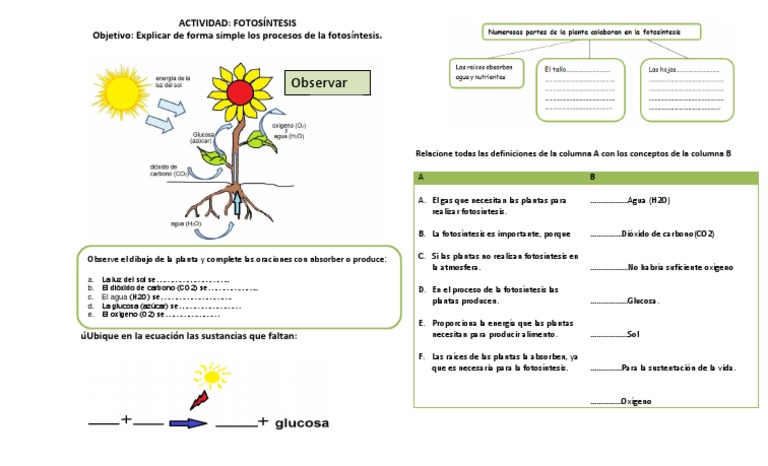 Actividades sobre la fotosíntesis | PDF