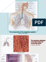 The Components of The Respiratory System: (F. Martini, A&P, 2004)