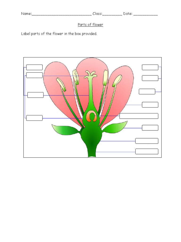 Parts of Flower PDF