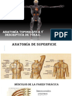 Anatomía Torax