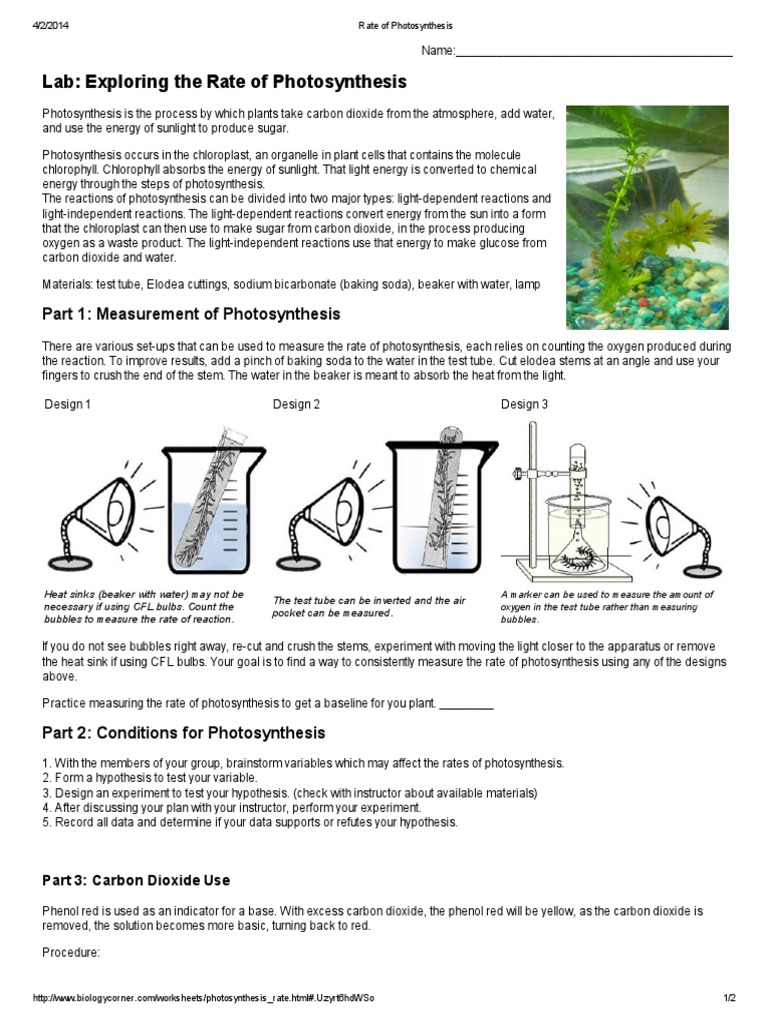 biology lab report photosynthesis