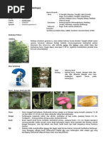 Download gnetum gnemon by Aulia Rosyida SN216067849 doc pdf