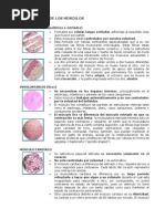 Clasificación de Los Músculos