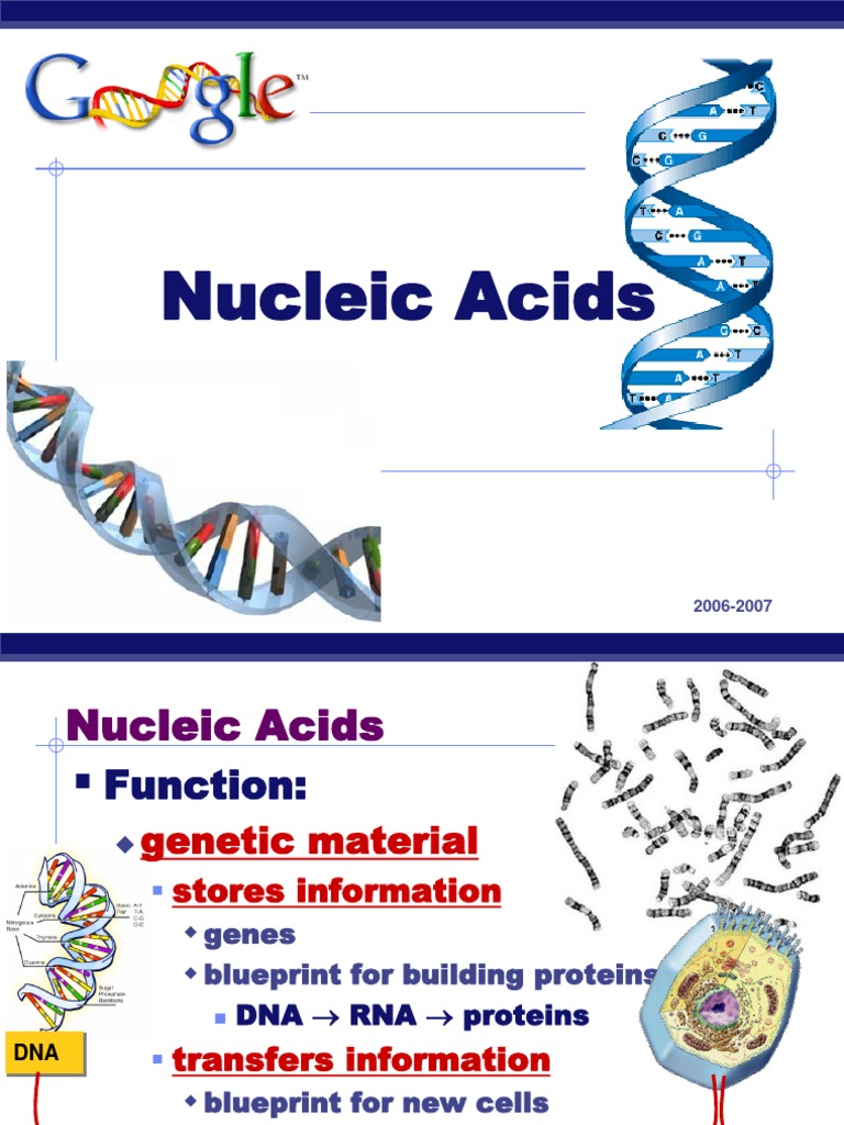Nucleic Acids Form Six Rna Dna