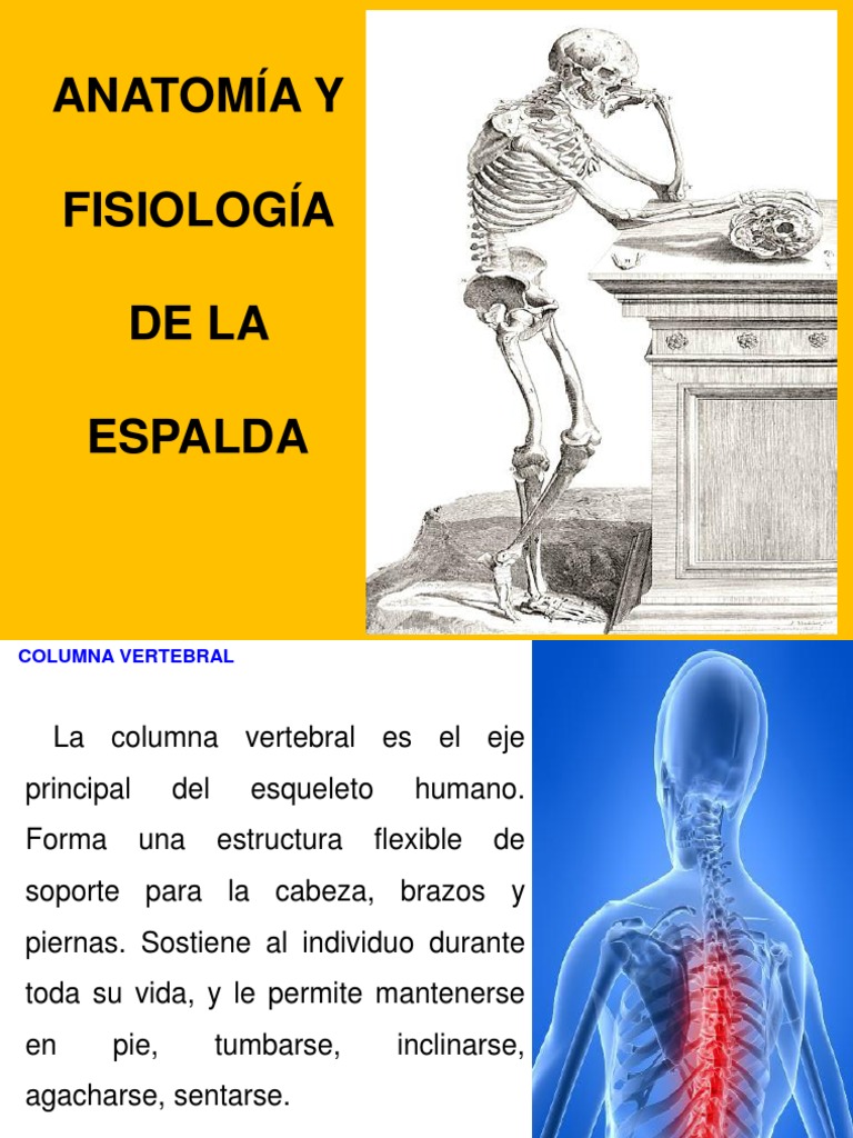 Anatomía y Función de la Columna | PDF | La columna vertebral | Vértebra