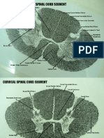 Spinal Cord.pptx