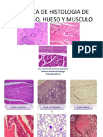 Practica de Histologia de Cartilago, Hueso y