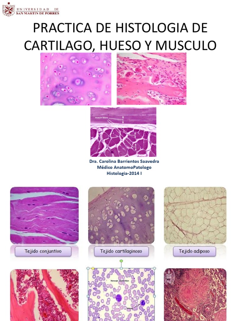 Practica de Histologia de Cartilago, Hueso y | Hueso | Cartílago