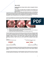 Bases Acu Sticas Voz