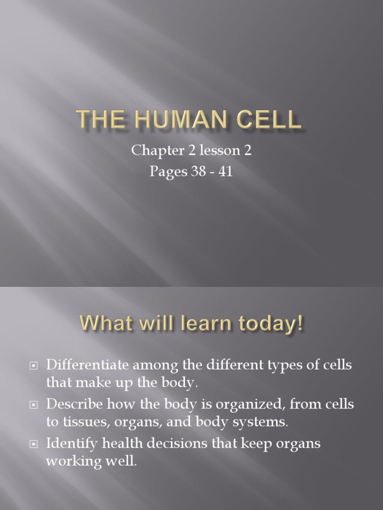 1 Class The Human Cell | PDF | Muscle | Bone