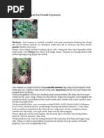 Download Binahong Obat Ampuh Dan Pemulih Kejantanan by rs_abadi SN216232579 doc pdf