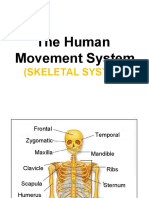 The Human Movement System
