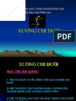 Giai Phau Hoc - Xuong Chi Duoi