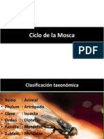 Ciclo de La Mosca