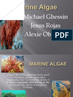 Marine Algae