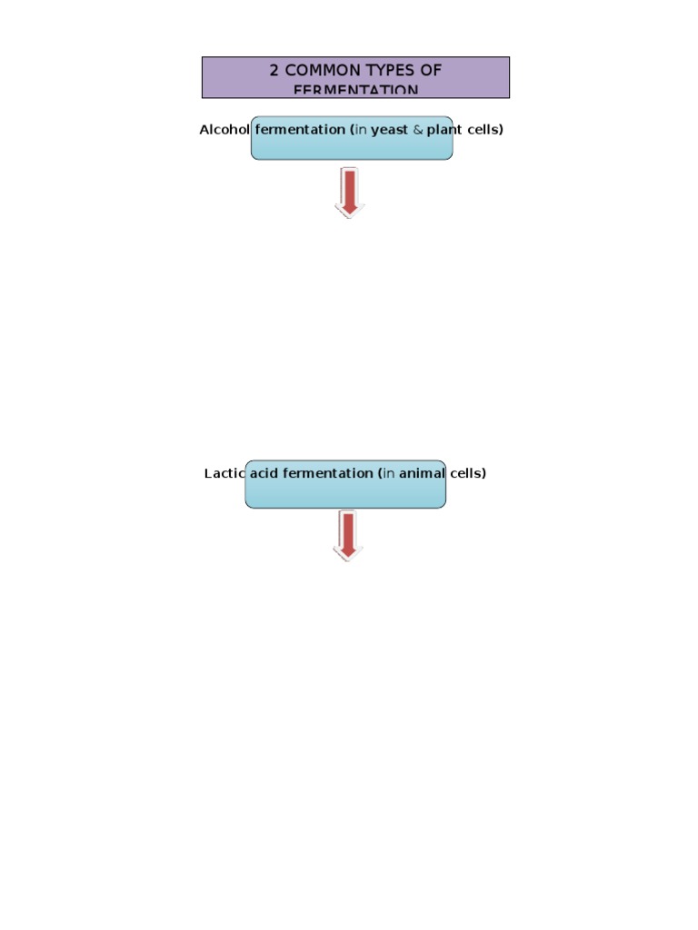 2 Common Types of Fermentation | PDF