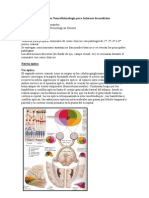 Lesiones de Via Optica