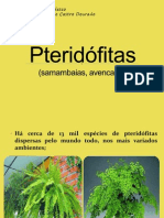 Pteridófitas