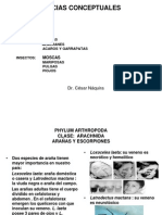 Clase Teorica Artropodos 1