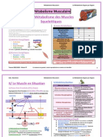 Fiche Métabolisme Musculaire