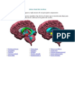 Atlas Visual Del Cerebro