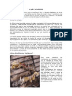 EL NAPE o MARUCHA PDF