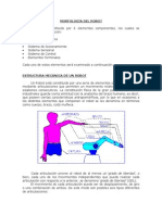 Morfología Del Robot