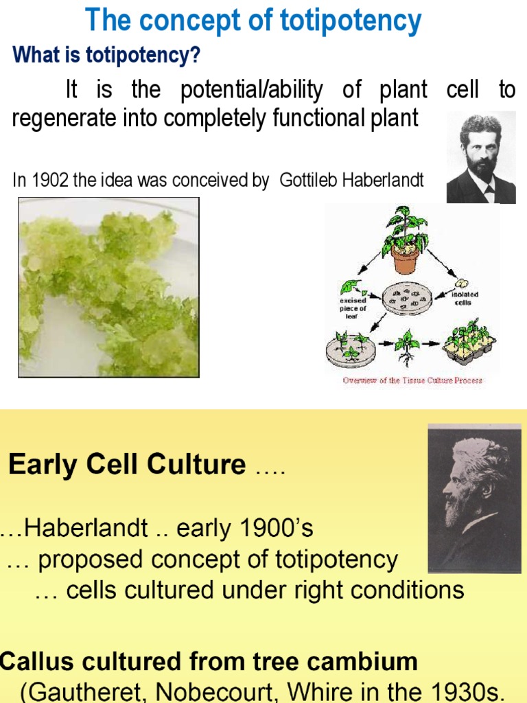 Understanding Totipotency in Plants | PDF | Nutrients | Metabolism
