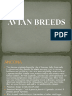 Avian Breeds