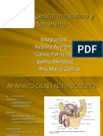 Aparato Genital Masculino U Femenino