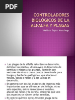 Controladores biológicos de la alfalfa y plagas.pptx