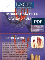 Anatomía Pulpar y Radicular Final