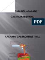 Anatomia Del Aparato Gastrointestinal