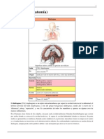 Diafragma (Anatomía)