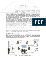 Sistematica e Hipótesis Evolutivas en Musgos