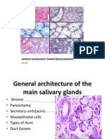 General architecture of the main salivary glands