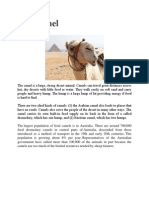 The Camel (Report Text)