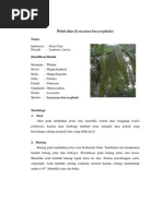 Download deskripsi Petai Cina  by Achmad Barru Rosadi SN217236743 doc pdf