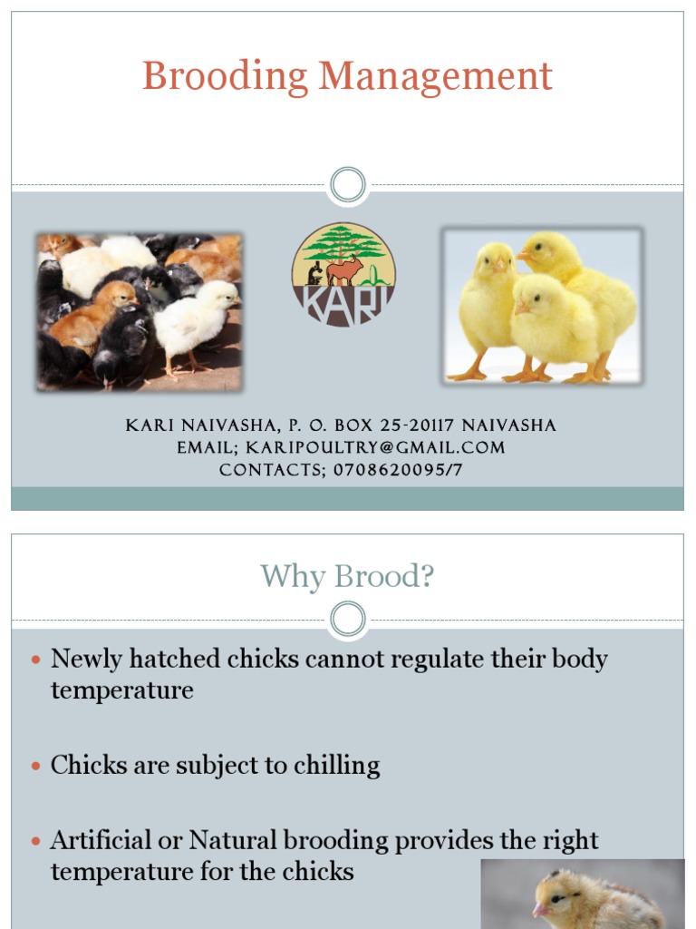 Brooding Management SPADE Lead Farmers | PDF | Hvac | Birds