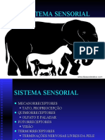 SISTEMA SENSORIAL