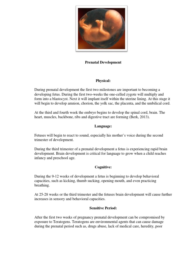 Prenatal Development Stages and Influences | PDF | Prenatal Development ...