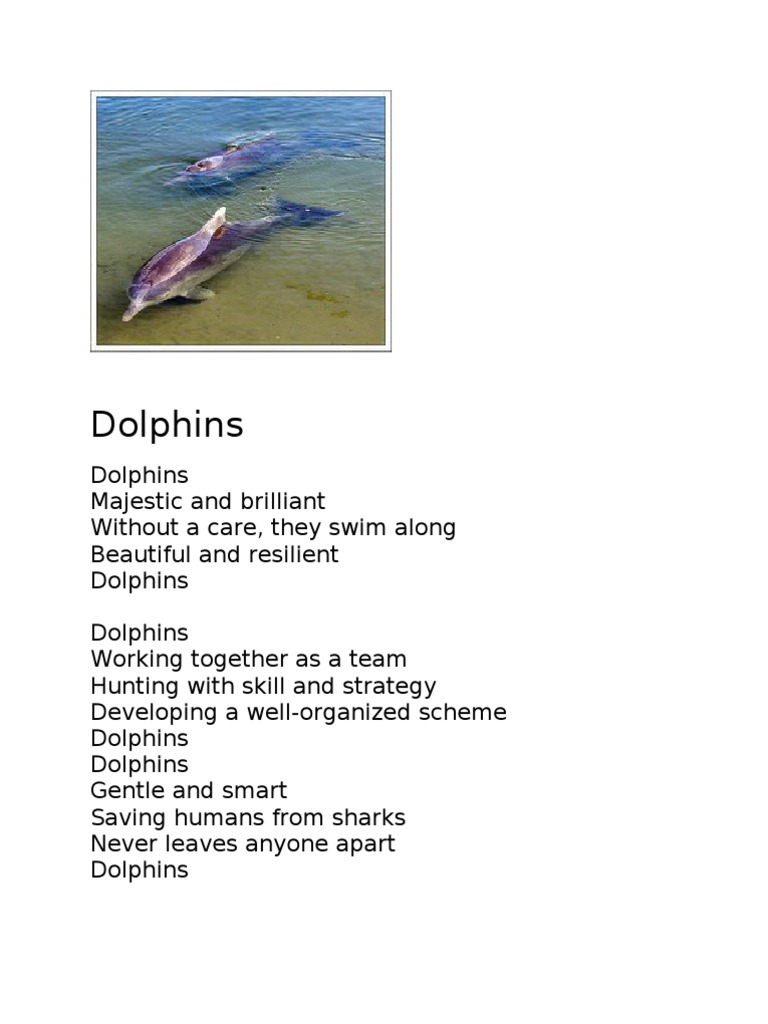 A Poem About Dolphins Dolphin Cetacea