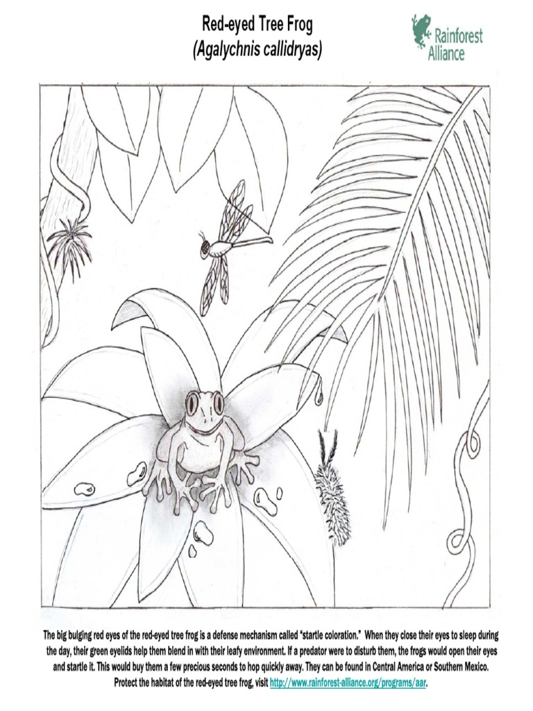 Rainforest Coloring Page | PDF | Herpetology | Frog