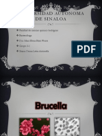 Brucella